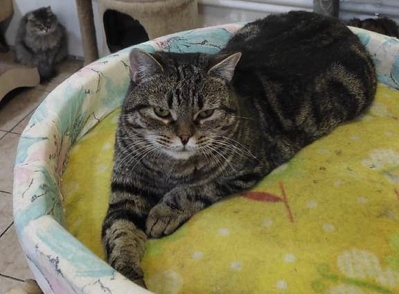 Поддержите достойную старость кота Кеши — ему уже 13 лет