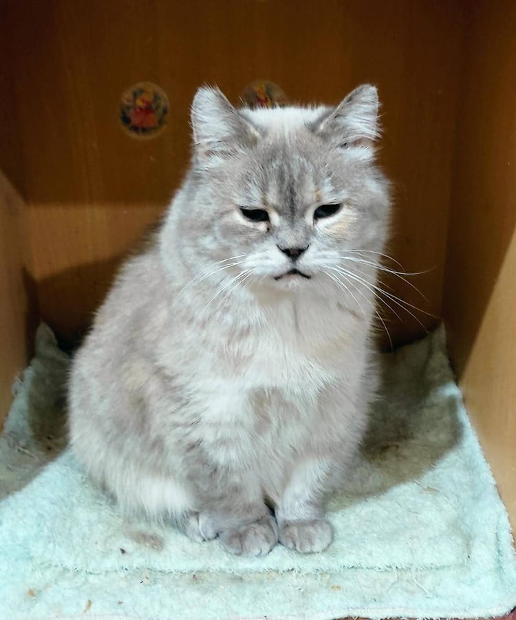 Пожилая кошка Тося нуждается в нашем внимании и правильном питании