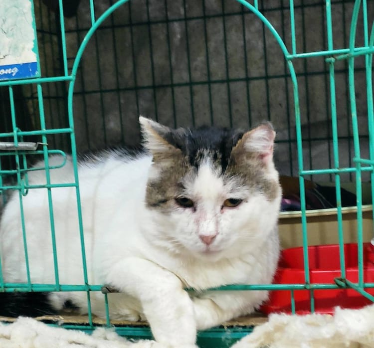 Специальный корм поможет Стёпе восстановиться после пережитых испытаний