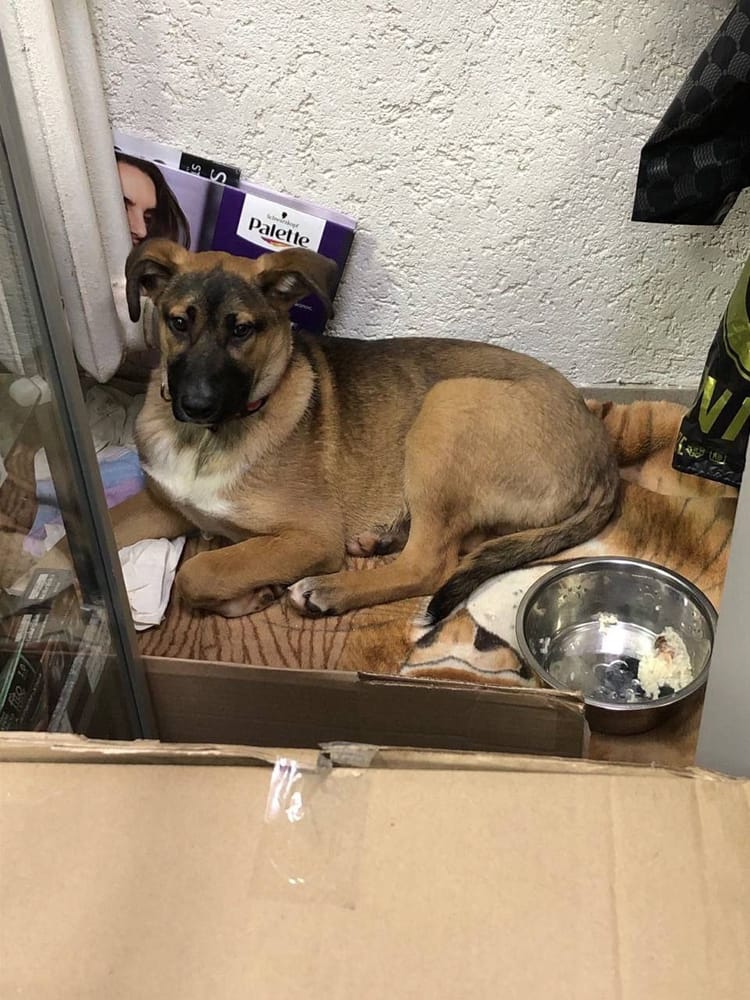 Помоги обеспечить Сере постоянное пристанище, где она будет в безопасности.