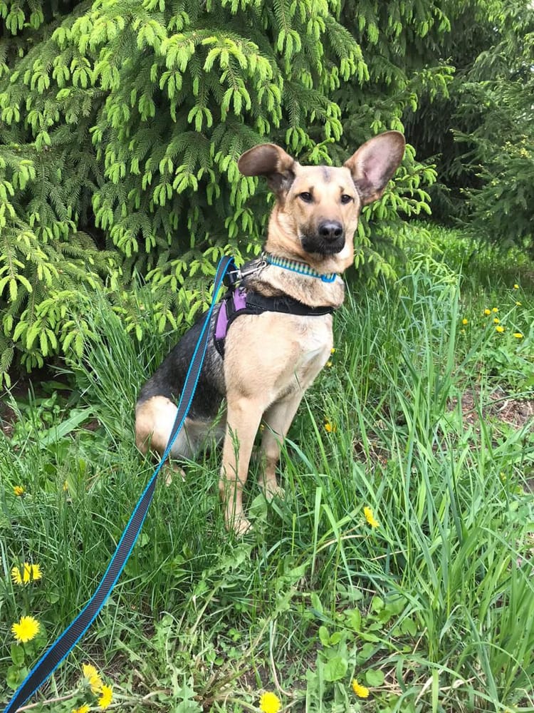 Санта мечтает о доме: помогите щенку обрести семью