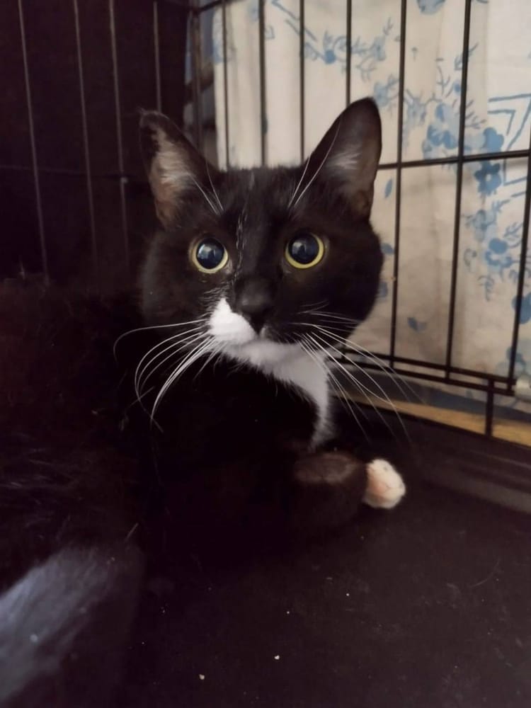 Необходимо собрать средства для лечения Мурчика и его полного восстановления