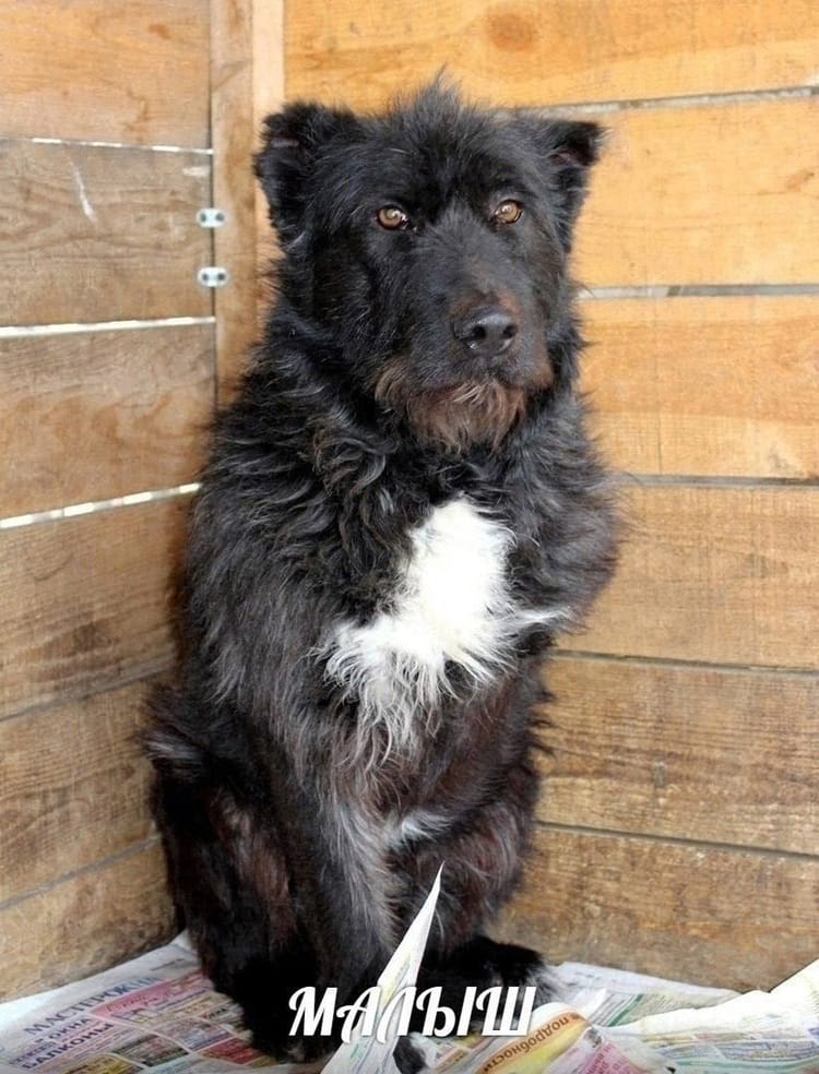 Малышу в приюте нужны лекарства, пожалуйста, помогите псу