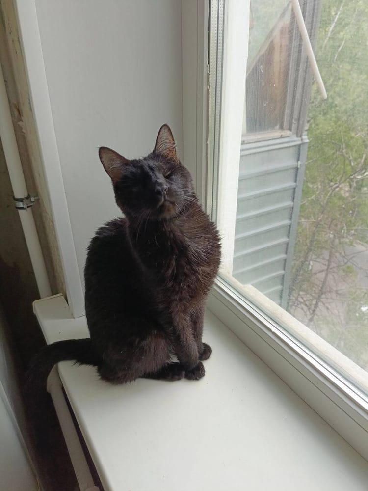 Для слепой кошечки Слепышки нужен дом, где её будут любить и заботиться о ней