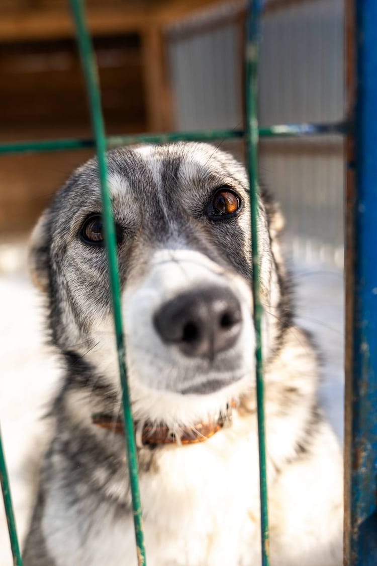 Полноценный рацион — шанс для Анчутки снова стать здоровой. Очень важна поддержка.