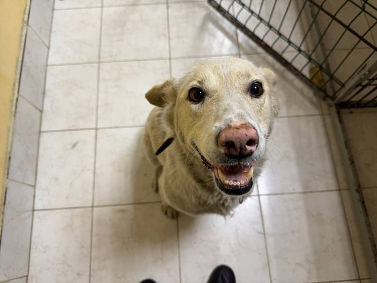 Для восстановления здоровья Беляшке необходимо правильное питание