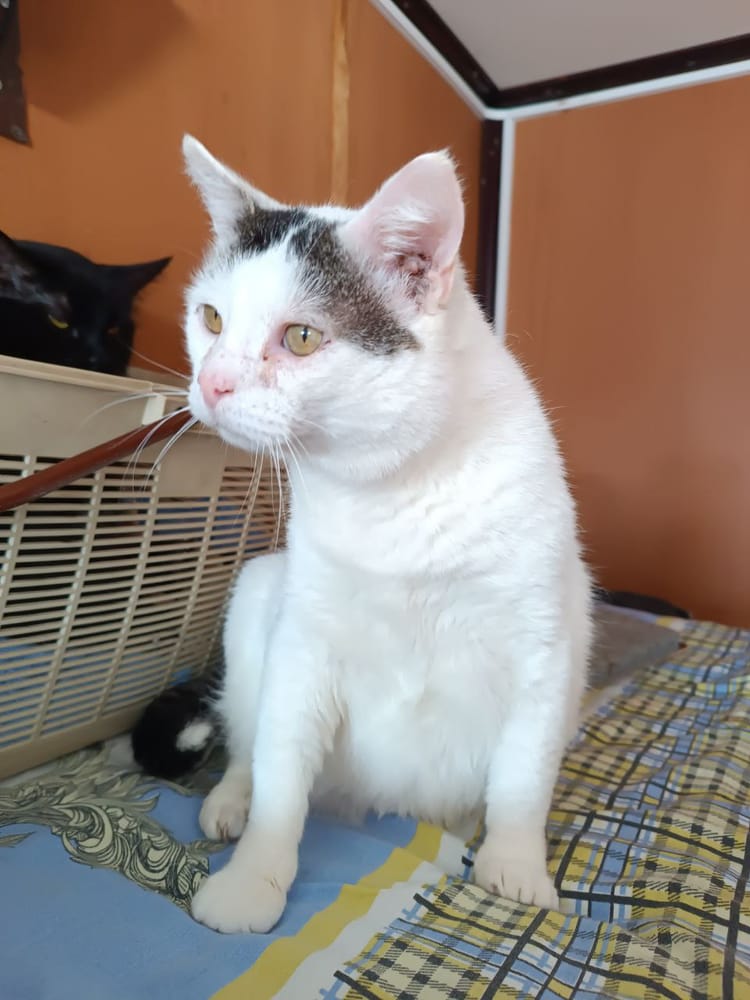 Подорванное здоровье не лишило Фифти оптимизма и способности мурчать