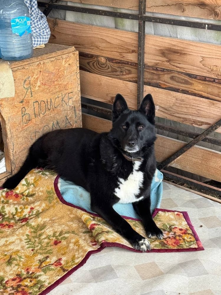 Онтарик — весёлый пёс со спинным травматизмом, которому нужна поддержка