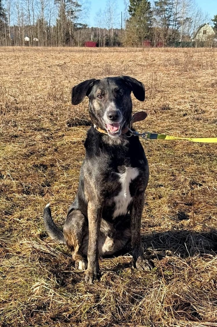Поддержка поможет Дику найти новый дом и любящую семью