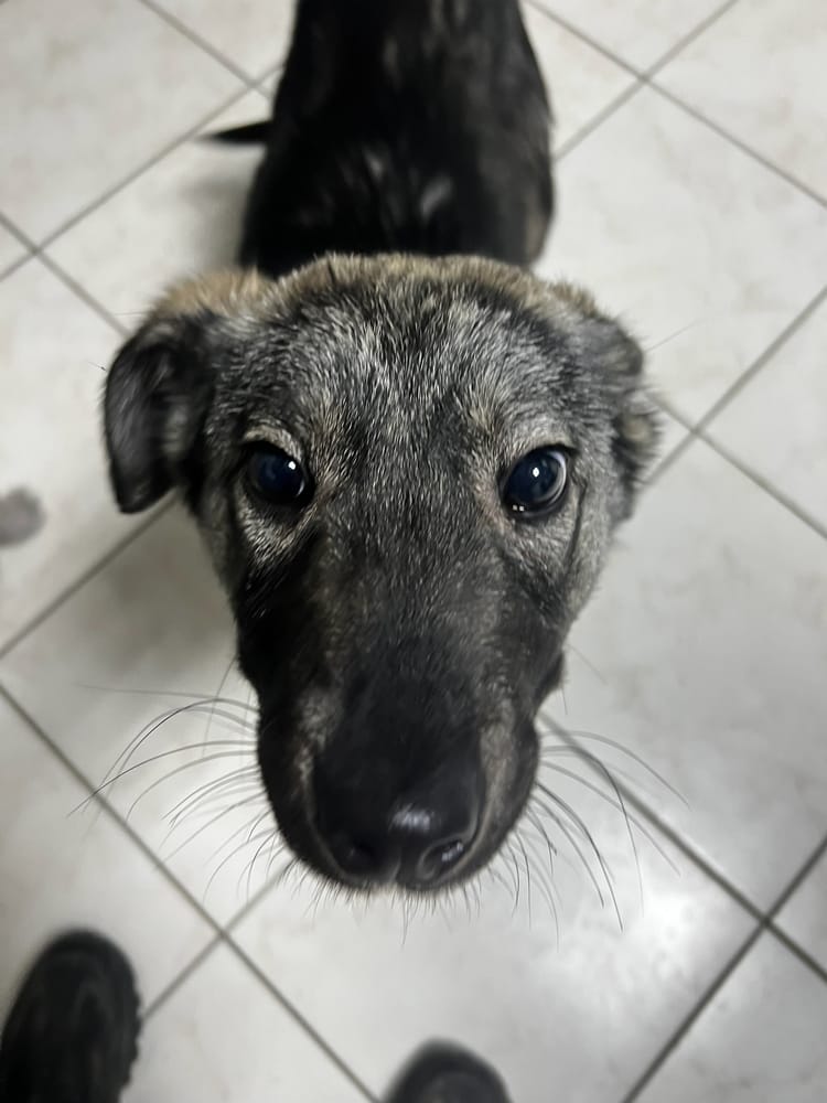 Рукколе нужна помощь, чтобы встать на лапы и найти дом