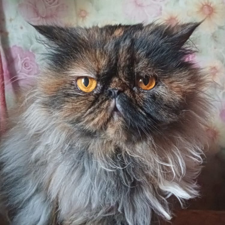 Кошечка Нюша из приюта требует лечения и полноценного рациона для восстановления здоровья.