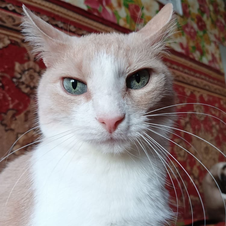 Саввушка лишился зубов, но не жизнелюбия — ему нужна поддержка