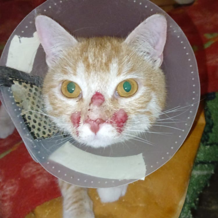 Брошенному коту Пончику нужны лекарства, чтобы преодолеть страхи