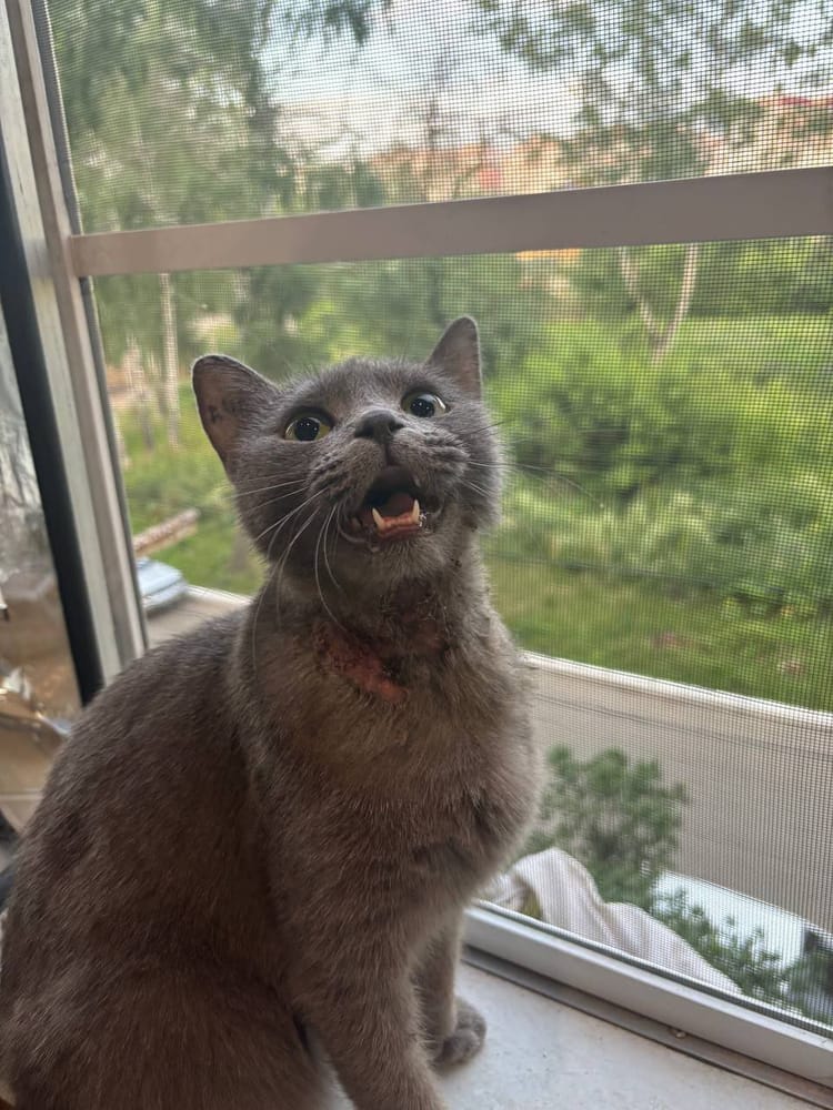 Боль и страдания Лины не пройдут сами, кошке нужна помощь