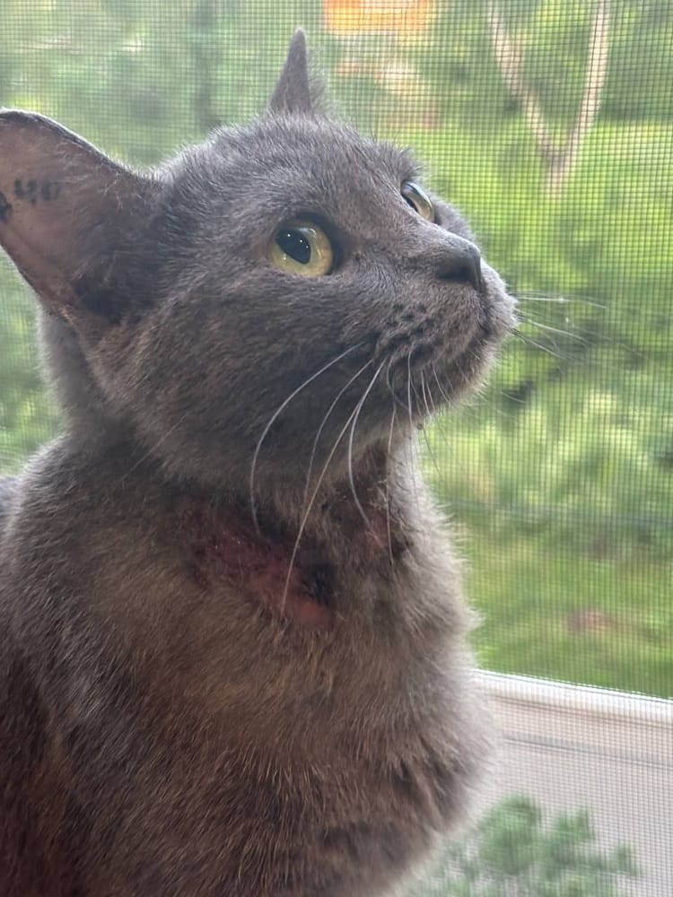 Сильное воспаление у Лины требует серьёзных затрат на лечение