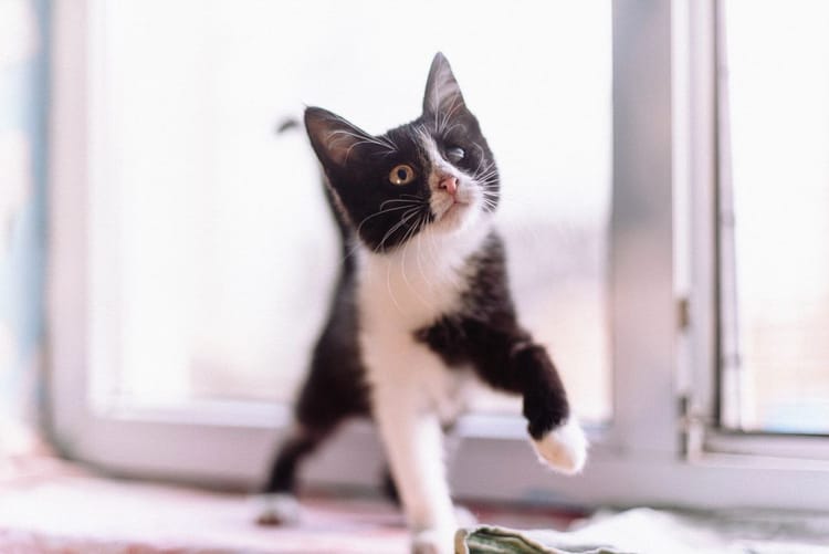 Маленький Буся нуждается в помощи для проведения операции