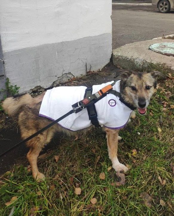 Милый пёс Друня нуждается в помощи для борьбы с аутоиммунным заболеванием