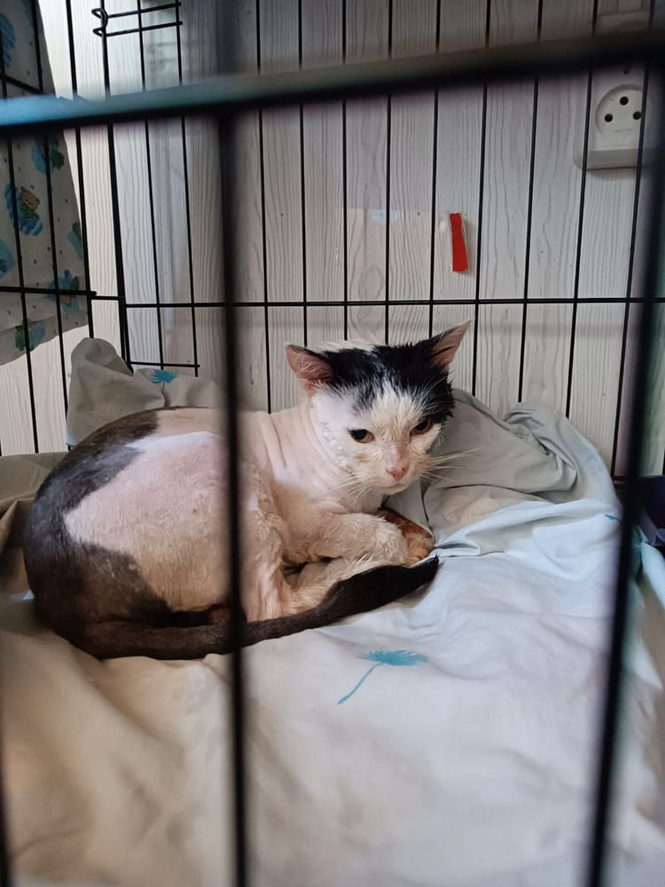 Оззи стал жертвой неосторожности и лишился части языка