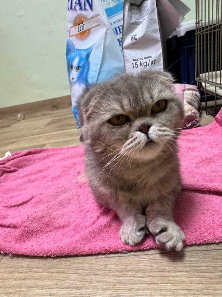 Неизлечимо больной кошке Юте нужны средства на обезболивание и специальный уход