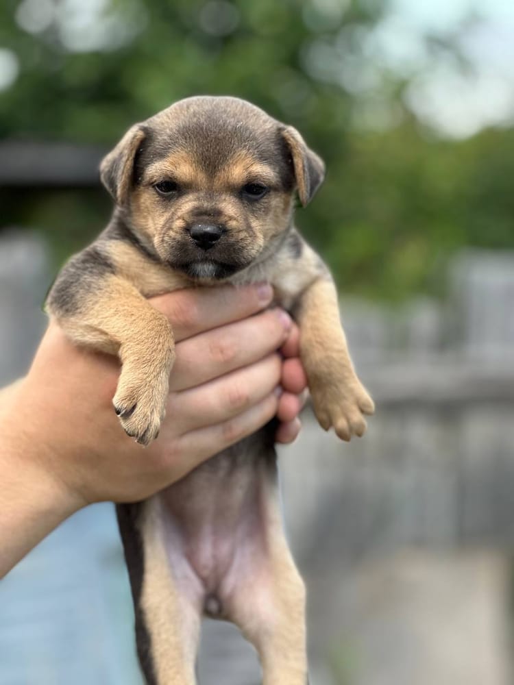 Маленькой Джинни и её собратьям нужны деньги на прививки и корм