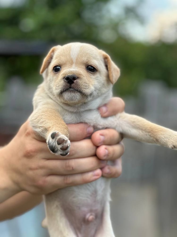 Фред и его братья нуждаются в поддержке, чтобы вырасти здоровыми