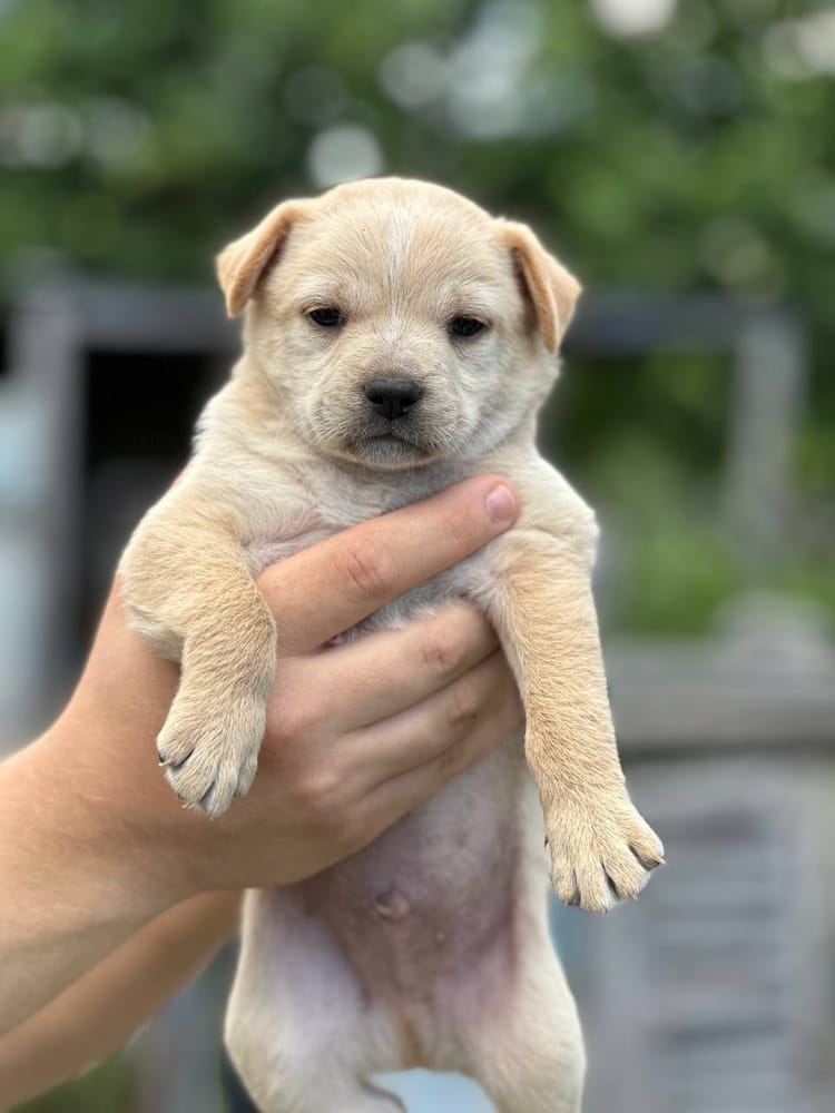 Крошечный щенок Джордж нуждается в заботе 