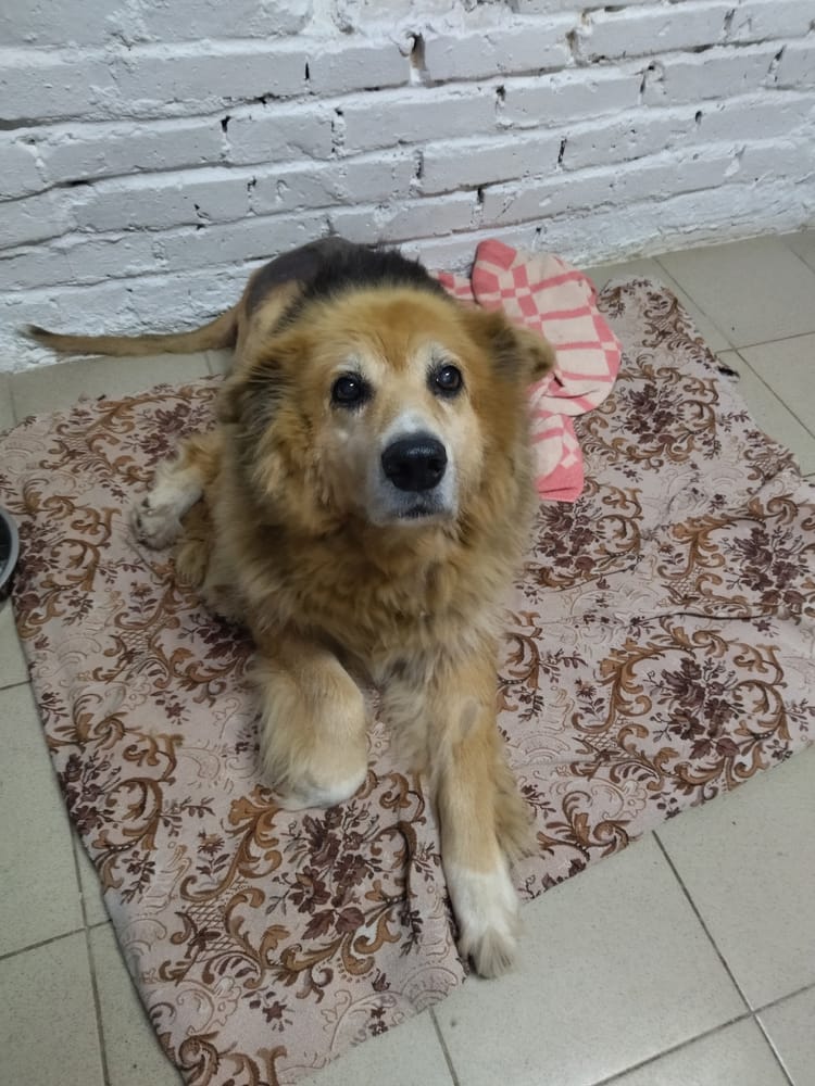 Чапе — доброй старой собачке — нужны лекарства, чтобы снова спокойно ходить