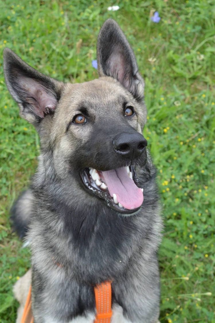 Бостону, когда-то маленькому щенку из мусорного пакета, нужна помощь, чтобы расти здоровым