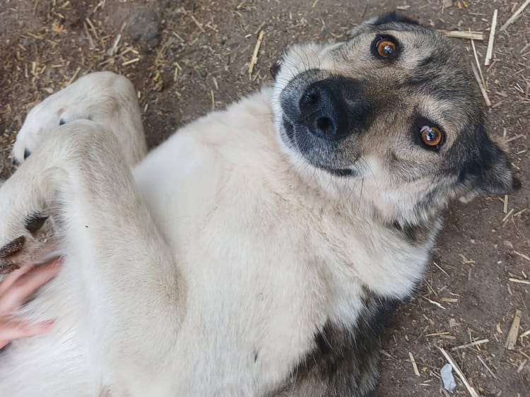 Добрейшей Стрелке требуется наблюдение у ветеринара и забота новых хозяев