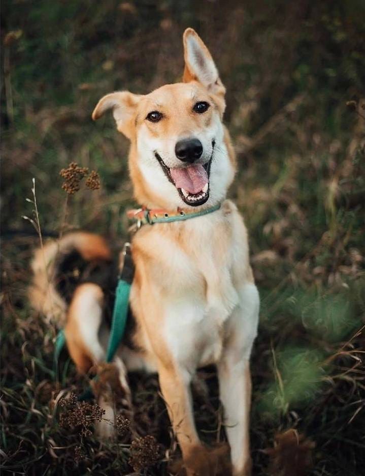 Терпеливый Петро живёт в приюте и надеется снова обрести семью