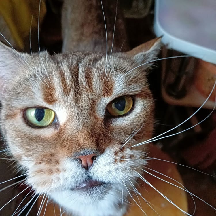 Помогите собрать средства для поддержания здоровья кошечки Маши!