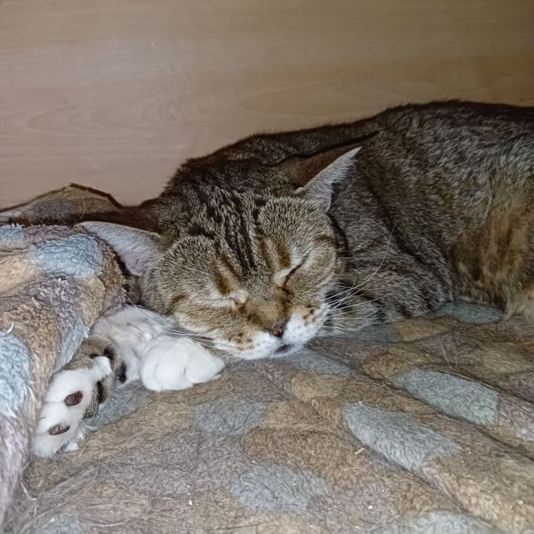 Поддержка может сделать жизнь Маши комфортной — помогите собрать средства