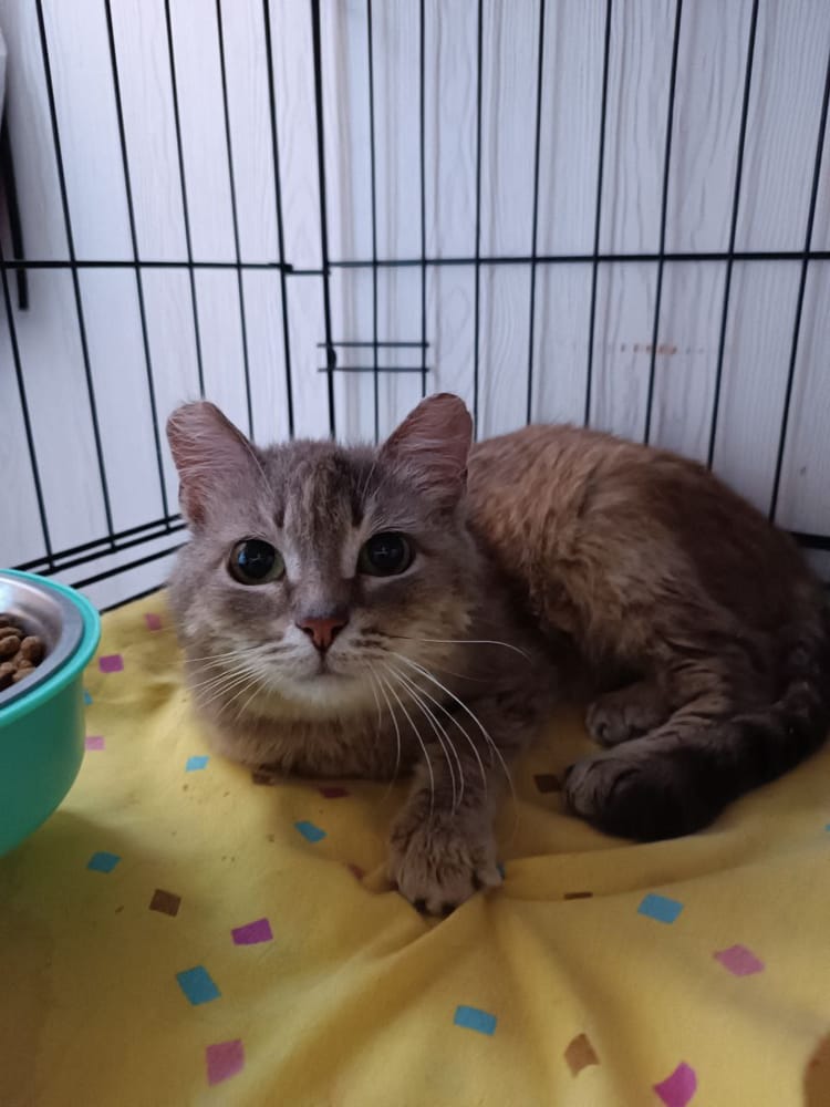 Годовалому котику Бублику нужна поддержка в борьбе с неизлечимой болезнью