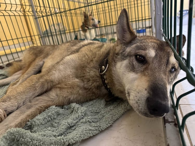 Пожертвование поможет Волчку снова бегать и радоваться жизни