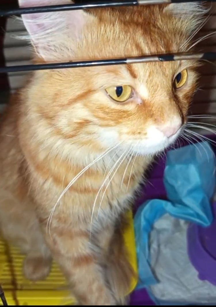 Маленький Васик нуждается в специальном корме и лечении 