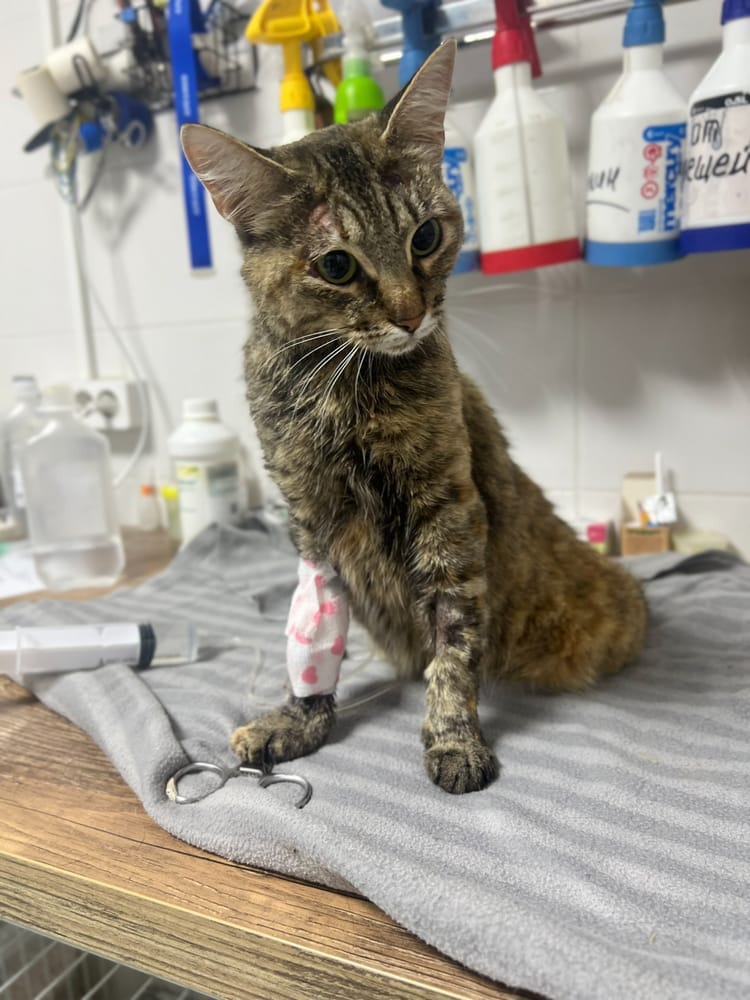 Кошке Луне нужно продолжительное лечение после перелома позвоночника