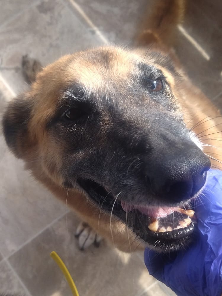 У Симона сломан позвоночник, но не дух: помогите этому бойкому псу восстановиться!