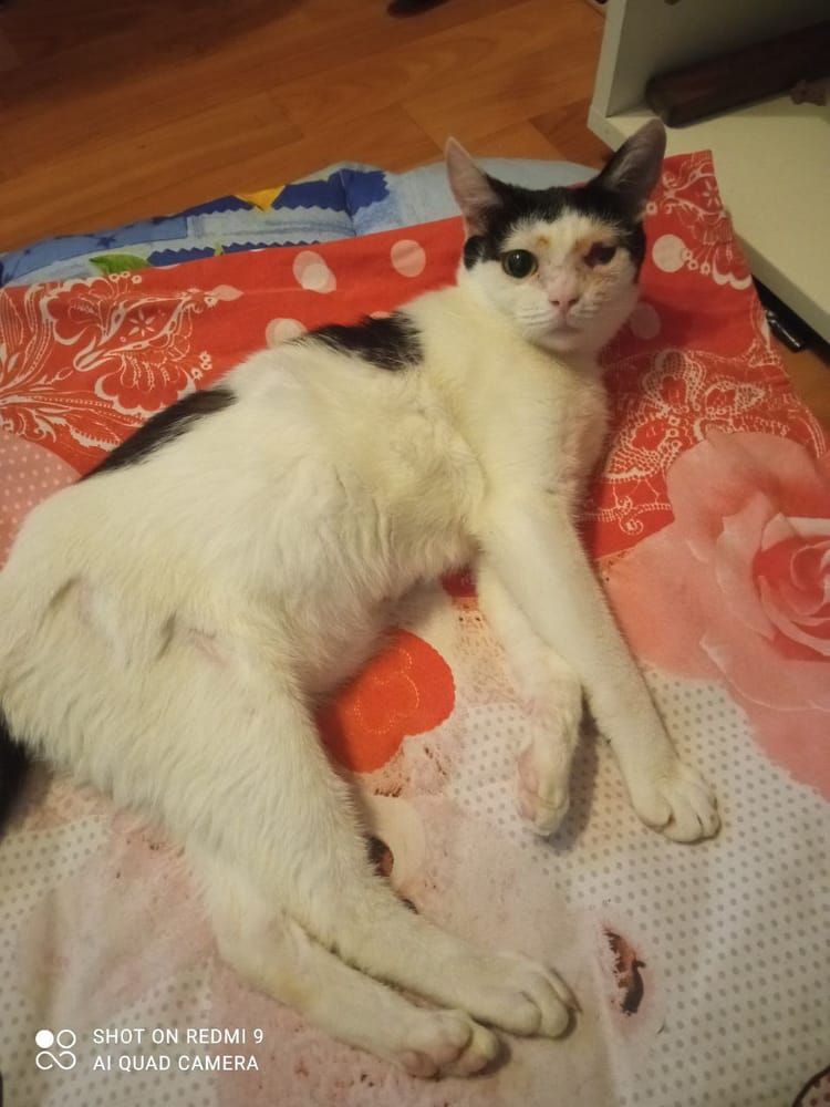 Вильяму нужно правильное питание, чтобы восстановиться после операции