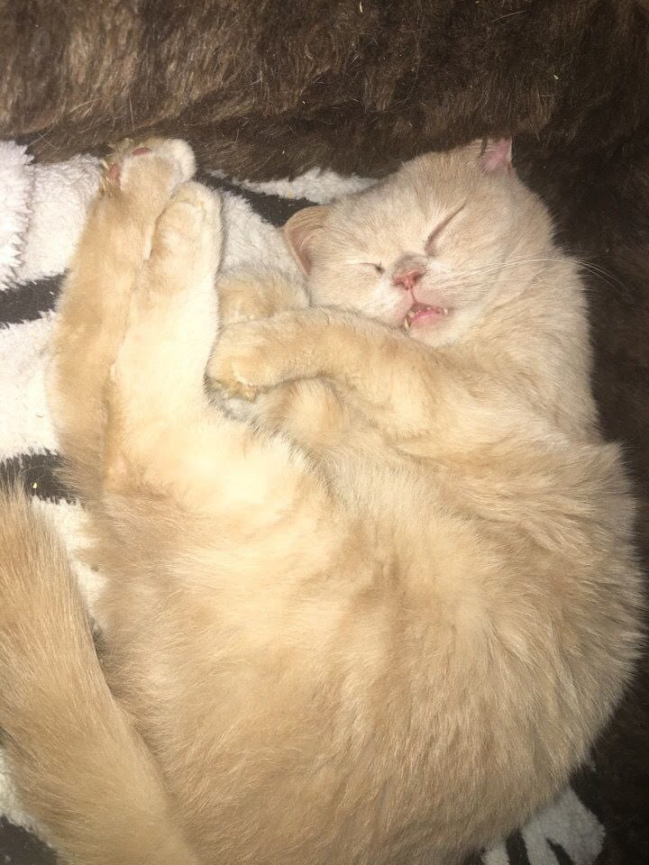 Крошечный котик Боняша лишился зубов и нуждается в специальном корме