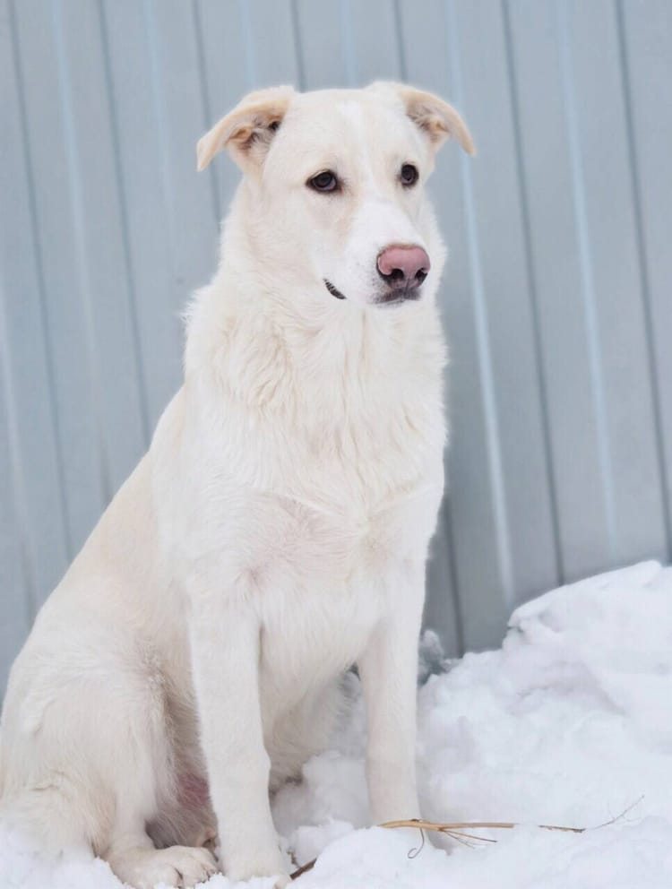 Беляш — улыбчивый и открытый пёс ищет свой дом. Пожалуйста, помогите ему!