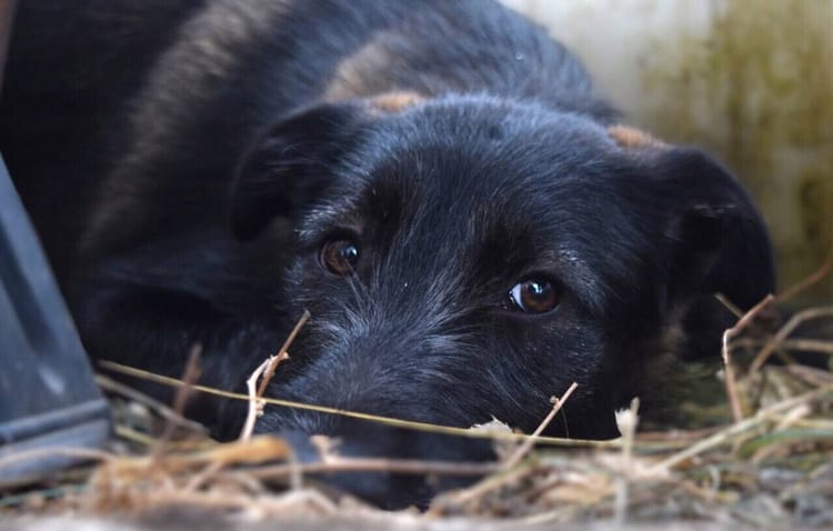 Мишель — одна из трёх щенков, найденных у дороги. Теперь она ищет свой дом и семью