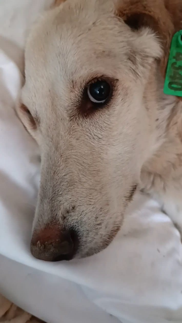 Люсе нужна специальная коляска, чтобы гулять и жить полную жизнь с прогулками и весёлыми забегами по округе