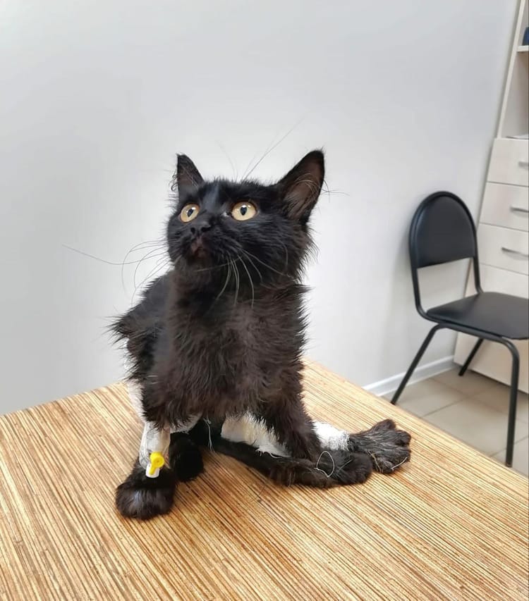 Лечение кошечки Чернички не может ждать — нужны медикаменты, чтобы сохранить одну из лапок