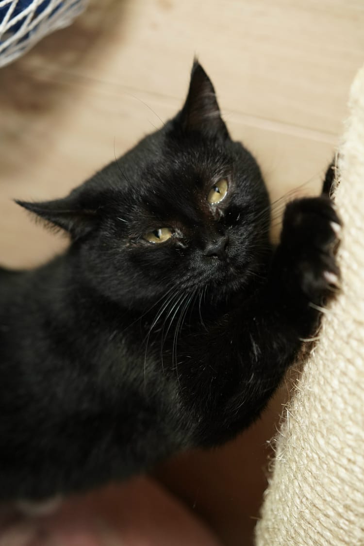 Добрая кошечка Ансения мечтает о любящей семье, помогите ей!