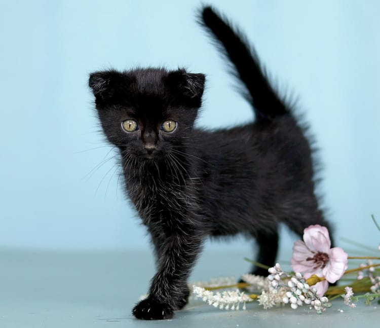 Чёрный котёнок Гав мечтает быть счастливым и здоровым — поддержите малыша!
