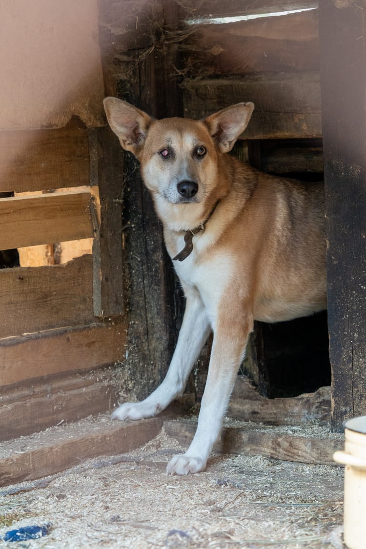 Помогите Ладе получить достойный уход и терапию