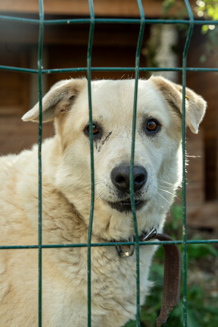 Позаботьтесь о Кузе: ему требуется помощь в лечении эпилепсии