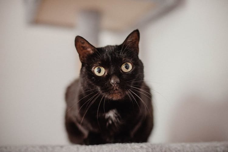 Стикса мечтает о доме: помогите кошечке обрести любящую семью!