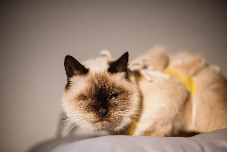 Маленькой Милке пришлось удалить абсолютно все зубы. Помогите кошечке восстановиться! 