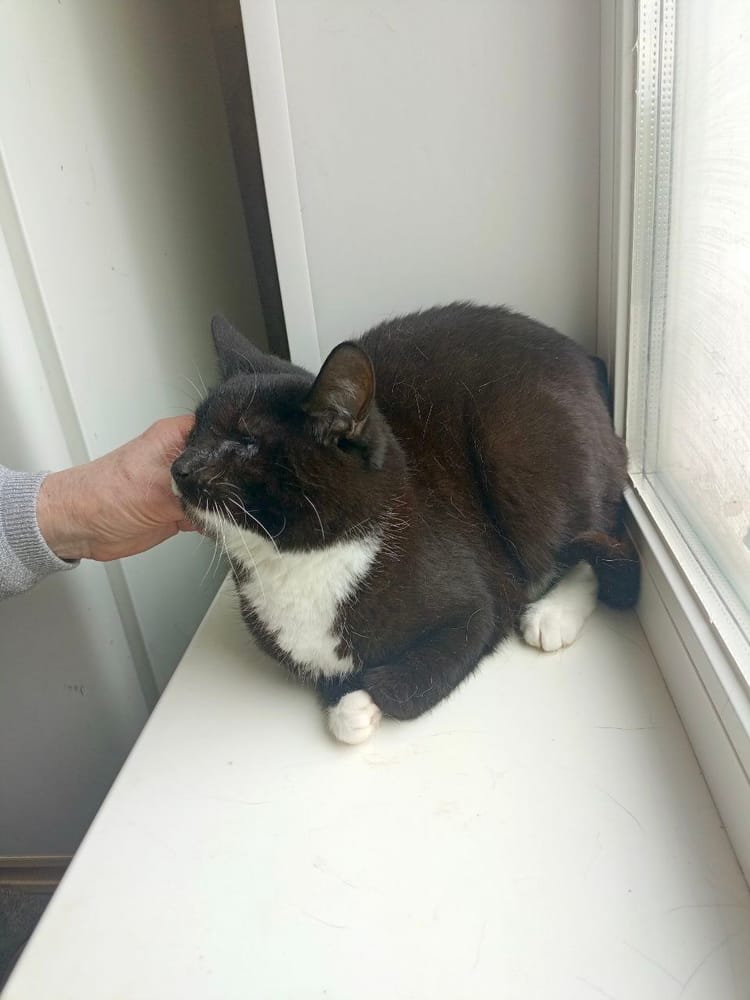 Диана была найдена на чердаке с поражением глаз — поможем ей!